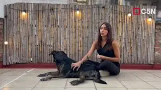 C5N MASCOTAS: CONSEJOS para LLEVAR tu PERRO a la PLAYA