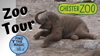 Chester Zoo | Endangered Animals, Birds and a Look at the Gift Shop