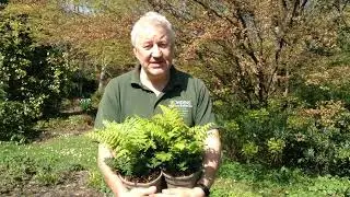 Fern Dryopteris wallichiana 'Jurassic Gold' in Bowdens Gardens