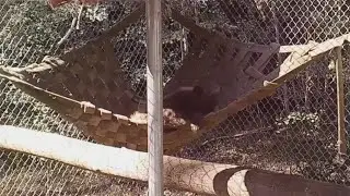 Bear Rescued From East Canyon Fire To Be Released Into The Wild