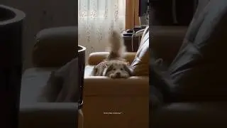 Husky Expectations / Reality🤣 Normal dogs vs Huskies | Huskies are pro at saying NO #husky #shorts
