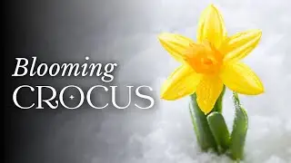 TIMELAPSE Crocus Flower Blooming