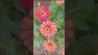 ஜீனியா #shorts #shortsfeed #garden #harbal #gardening #flowers #zenia #gardenplants #gardenflowers