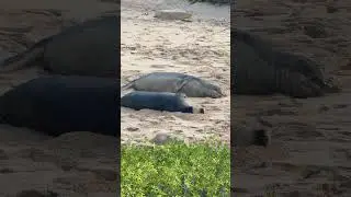 Monk seals on the beach Oahu Hawaii #monkseal #seal #hawaii #hawaiiisland #oahu