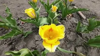 Okanagan spring flowers, music: 