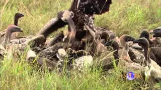 Ecosystems Conservation