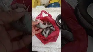 hipon ang mabisang pain sa maya-maya na isda..