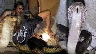 DALAWANG MABANGIS NA COBRA ANG PUMASOK SA BAHAY NI TATANG