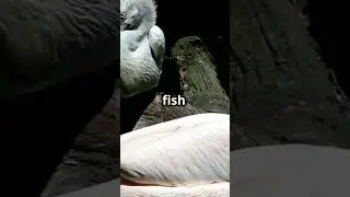 Pelicans' Unique Feeding Technique
