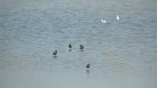 18 summer plumage Spotted Redshanks at Old Hall Marshes (Fri 23 Jun 2023)