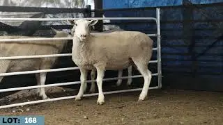 LOT 168 Illoura White Suffolks 2025 Stud Ewe Sale