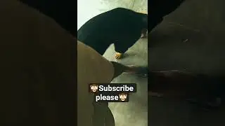 Rottweiler kaisa hota hai #babyrottweiler #rottweiler #smileforever #cutreaction #funny