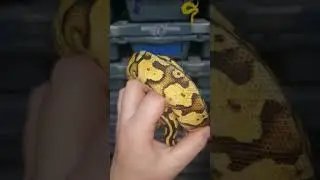 #snakelover #snakelife #snakelove #reptilesforsale #reptilelife #python #pythonregius #pythonroyal