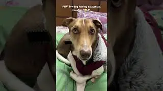 #shorts #ytshorts #viral #dogshorts #pov #funnydog #dogmemes relatable #indiedog #petshort #trending
