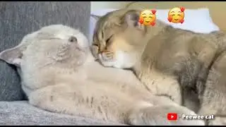 i love you ||| cat making love