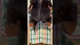 German shepherd male long coat  puppy sale 7018171204 price 25000 #kennel Himachal