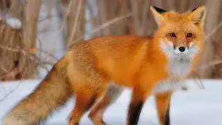Wild Fox Kit Tests Positive for Bird Flu in Anoka County