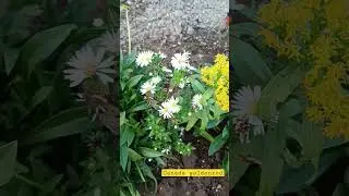 Canada goldenrod|#short