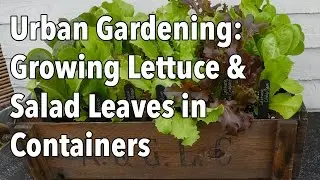 Urban Gardening: Growing Lettuce & Salad Leaves in Containers