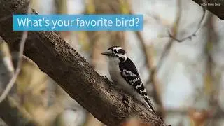 Migratory Bird Treaty Act | National Audubon Society