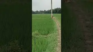 Bad Khet
