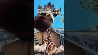 Playful Giraffes on Camera 🎥🦒 #funnyanimals #giraffelove #wildlifehumor #shortsfund #animallovers