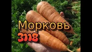Морковь 3118 - отзывы фермера. Технология выращивания моркови. Характеристика и обзор гибрида 3118 .