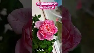РОЗЫ ДЛЯ ВАС!#shorts#path#top#funny#flowers#roses#autumn#nature#life#топ#love#world#youtubeshorts#