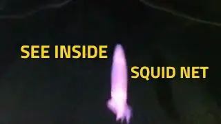 Mesmerizing Underwater Footage from Falkland Islands' Squid Trawler Golden Chicha