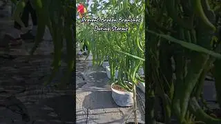 Tips To Minimize Loss Of Yield: Strengthening Basics #pertanian #garden #harvest #chilipeppers