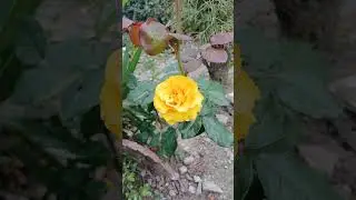 @lindo demais bom dia amigos Deus te aben&ccedil;oe 🌙 ❤️. 🤭😘🫠