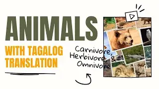 Animals with Tagalog Translation - Carnivore, Herbivore, Omnivore| Educational Videos