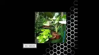 Very expensive plants in the Philippines 💯
