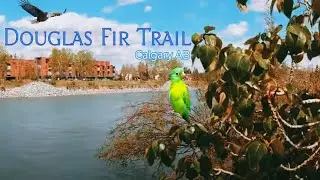 Hiking in Calgary Alberta | Douglas Fir Trail  Hiking Gem in Calgary