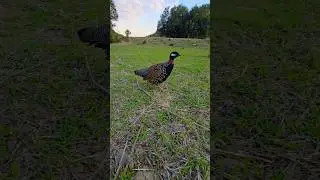 Kalateetar Desi | #kalateetar #birds #teetarawaz