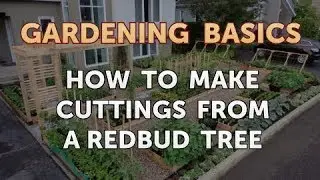 How to Make Cuttings From a Redbud Tree