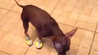 Смешные собаки Подборка 2018 Fnny dogs