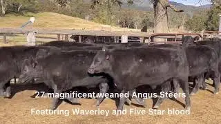 27 outstanding weaned Angus steers
