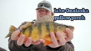 lake Onalaska yellow perch. on tip downs and jigging for them.
