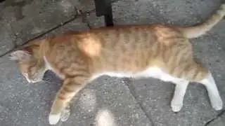 Red Cat sleeping