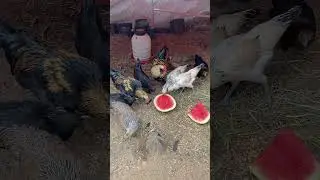 Meet Sampson! Treat time after fresh haircuts!!! Lol 😂 #wow #chicken #rooster #happy