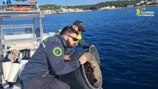 Ricci di mare: salvati 1.200 esemplari. “Specie fondamentale per l’equilibrio del mare”