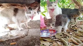 Protective cat mom goes wild to shield her kittens from strangers' touch