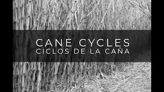 Cane Cycles