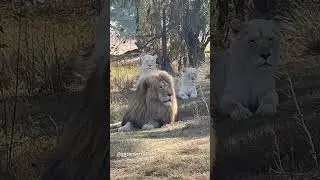 lion attack #shorts