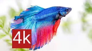 Fish 4k Video | Aquarium Fish |  Tarik Ayan Channel |