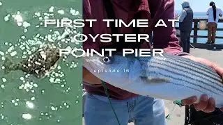 Oyster Point Pier ( every species of fish caught )