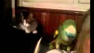 Mi gato y mi loro jugando (By elchacha)