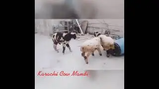 beautiful sheeps