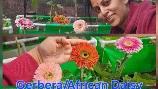 How to plant Gerbera and take care of it in winter, Gerbera daisy/African daisy full care guide